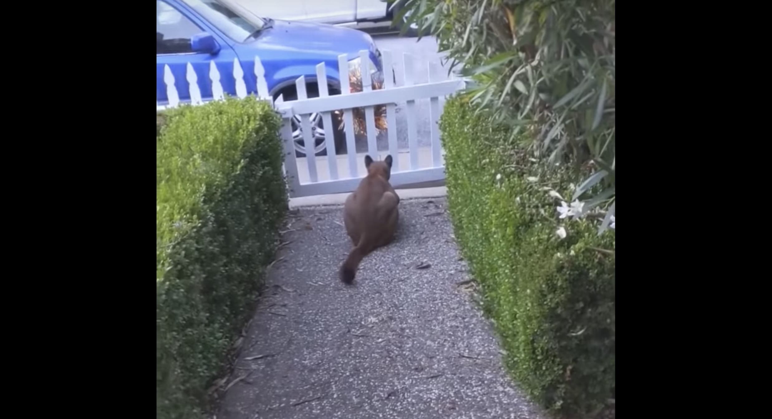 Footage Shows Mountain Lion Stalking Children Near San Francisco, CA