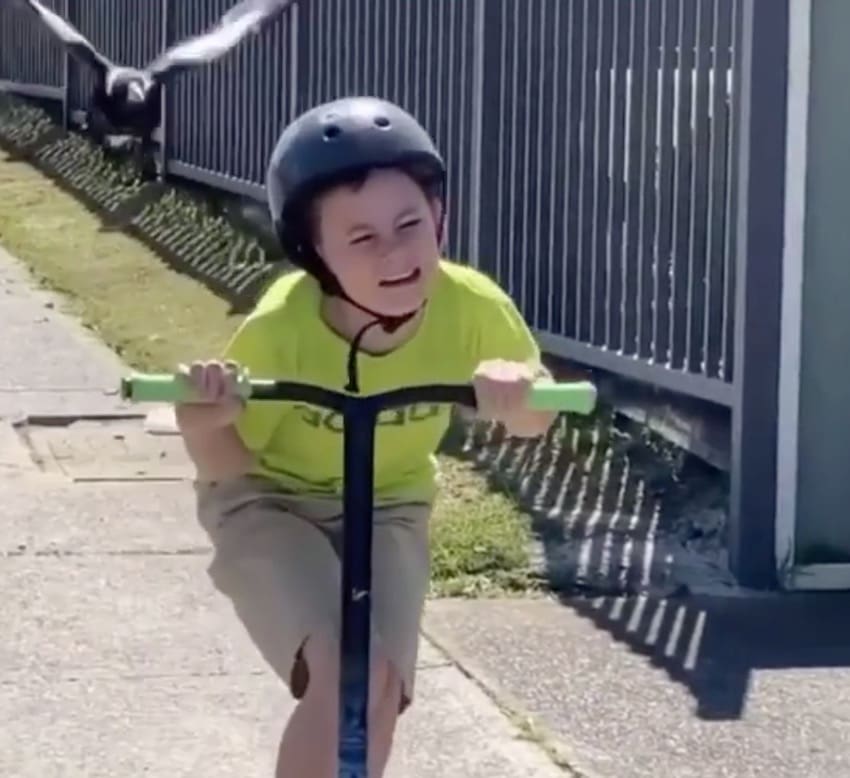 VIDEO: Scooter Riding Kid Terrorized By Magpie