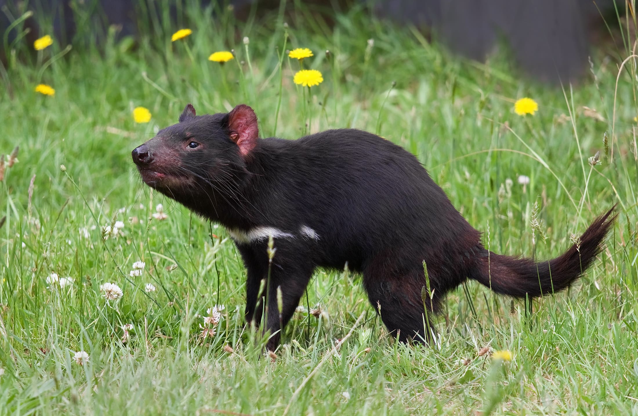 Tasmanian Devils Reintroduced To Mainland Australia For First Time in