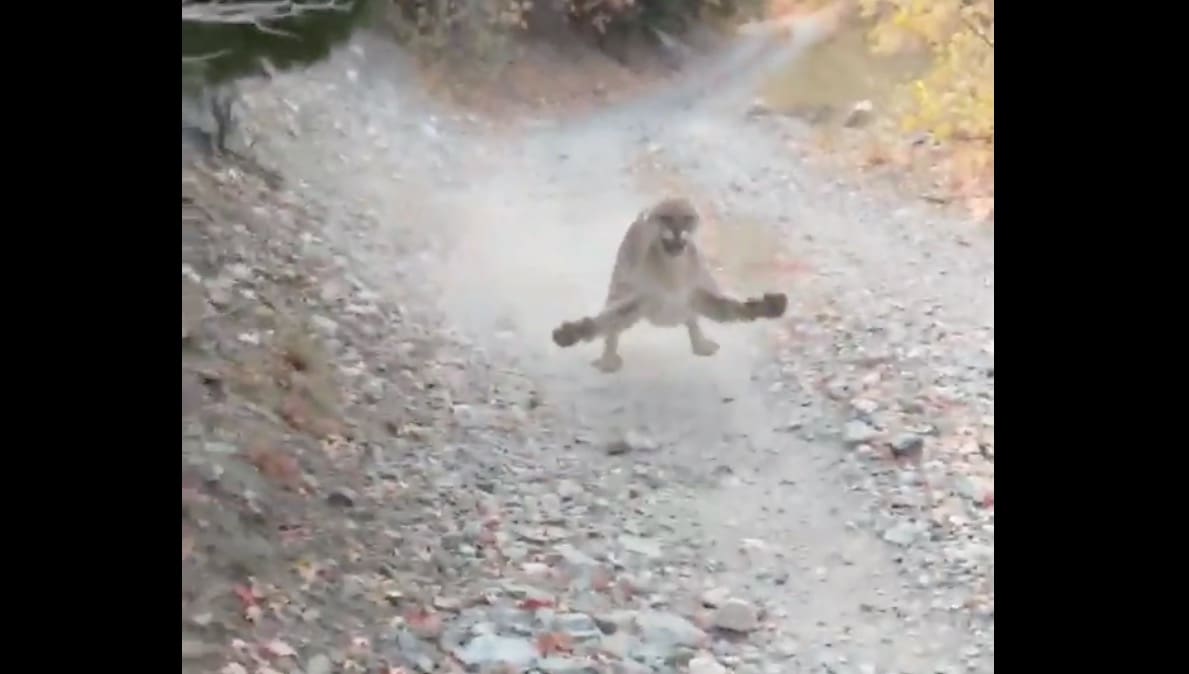 Mentor tank Hold op Wild Footage Of A Cougar Following and Charging a Hiker