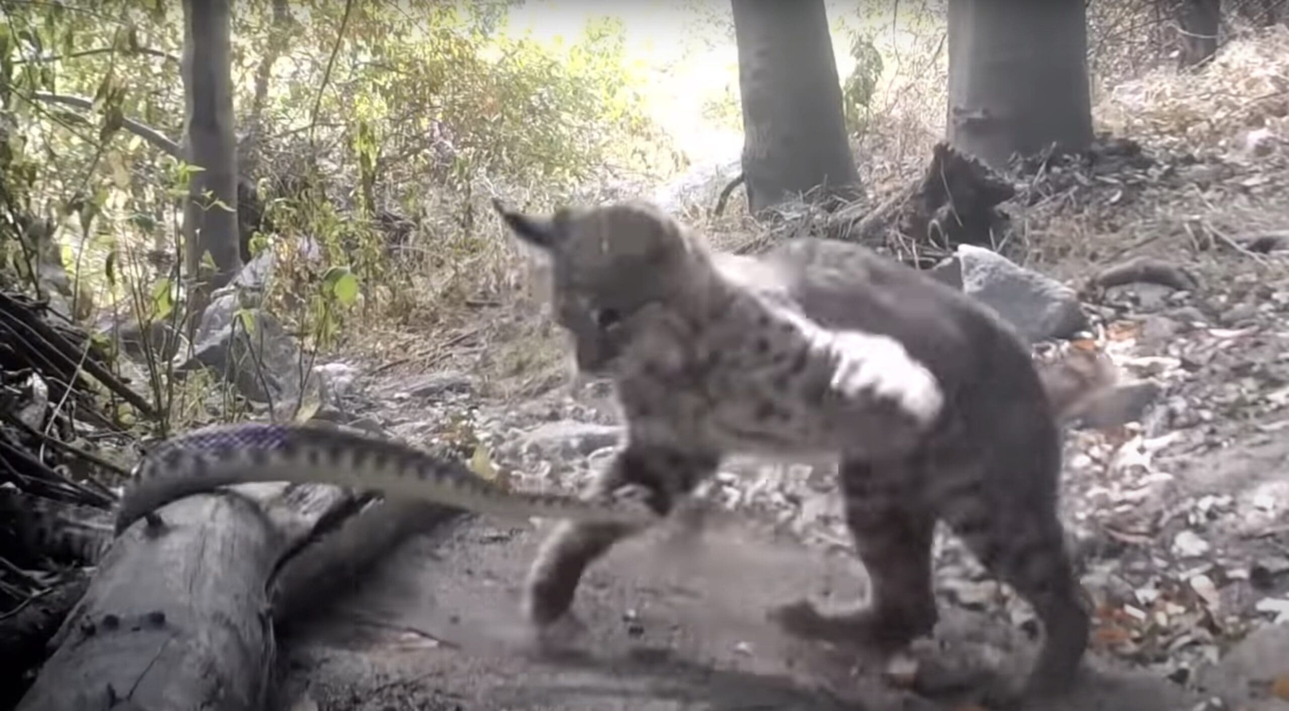 Bobcat vs. Rattlesnake Battle Plays Out Near Los Angeles