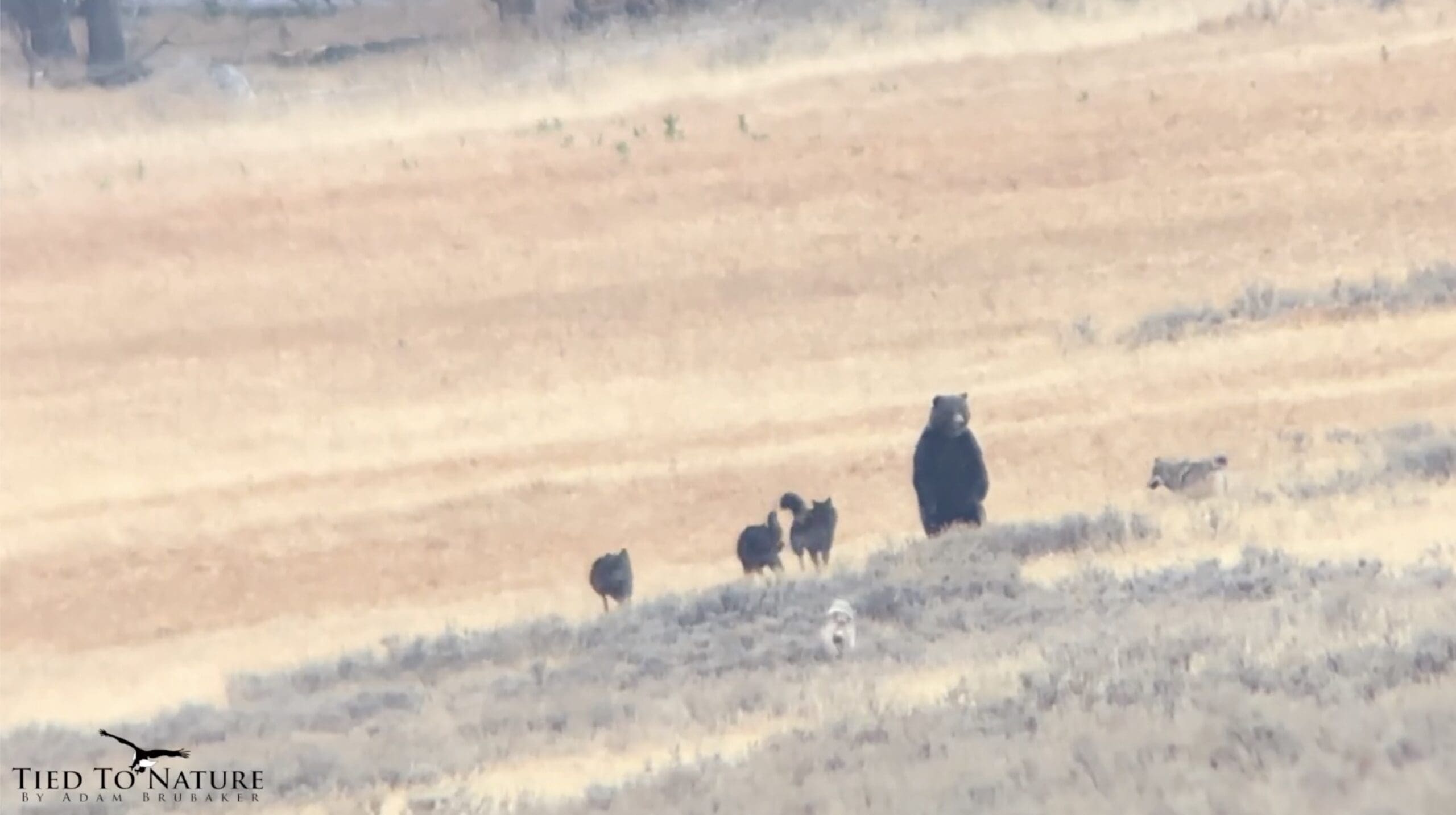 Grizzly Bear vs. Wolfe Pack Filmed in Yellowstone | 'Once in a Lifetime' Sighting