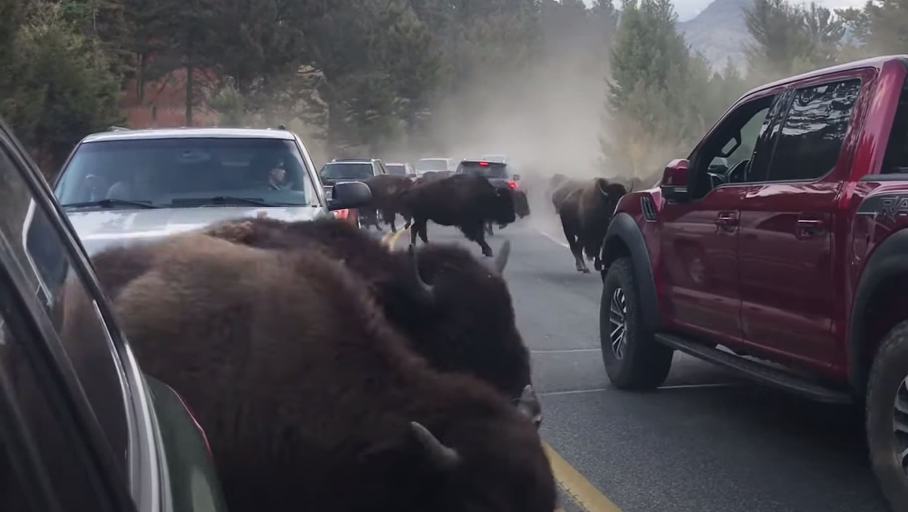 Wild Video of Bison Herd Stampedes Through Traffic Jam in Yellowstone