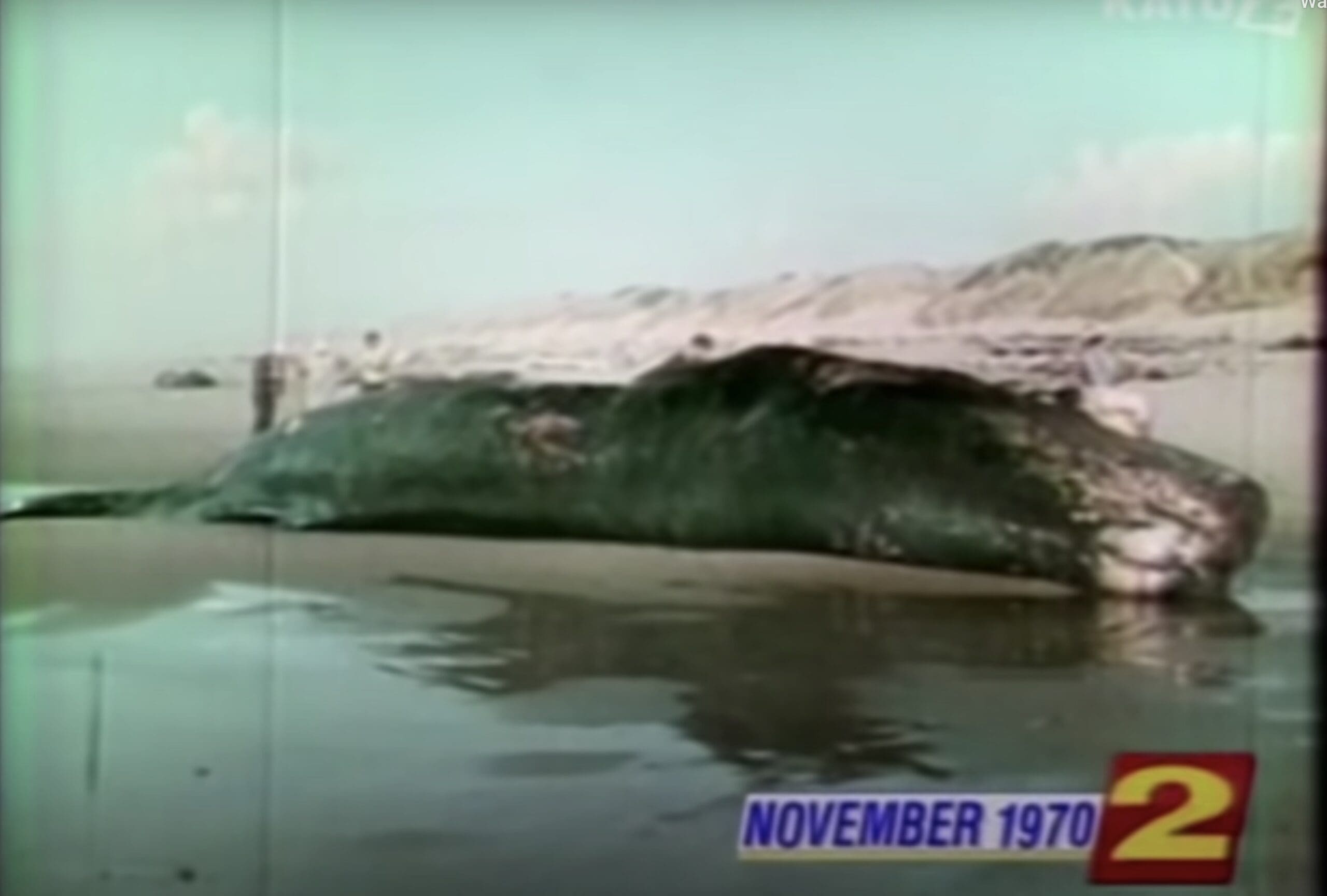 50 Years Ago Today A Beached Whale In Oregon Was Exploded With A Half