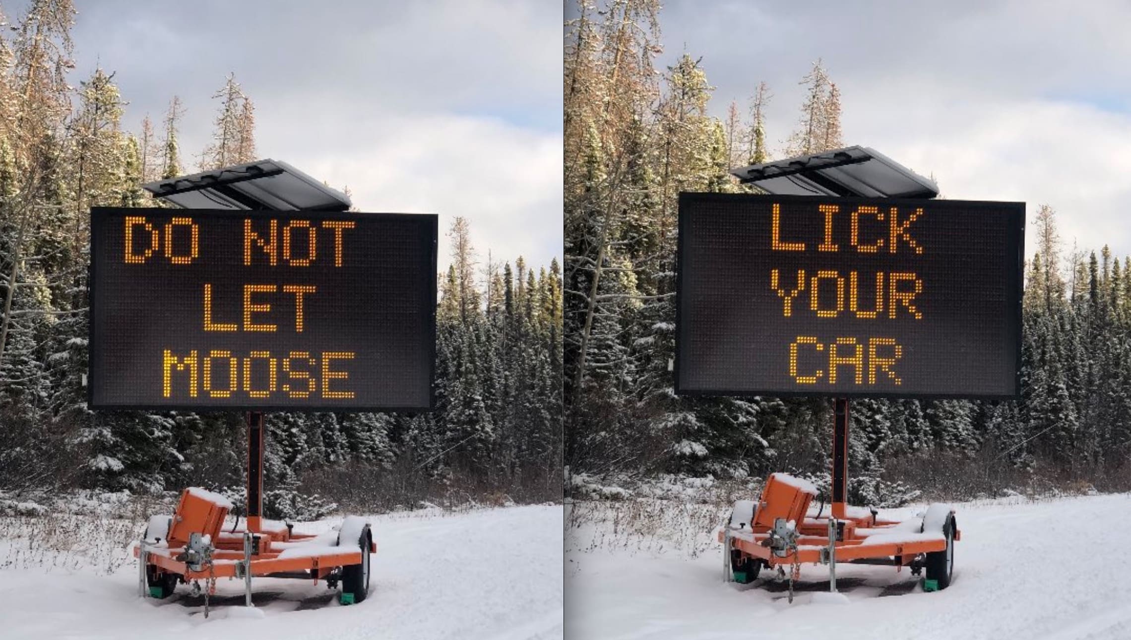 Canadian National Park Warns Visitors "Do Not Let Moose Lick Your Car"