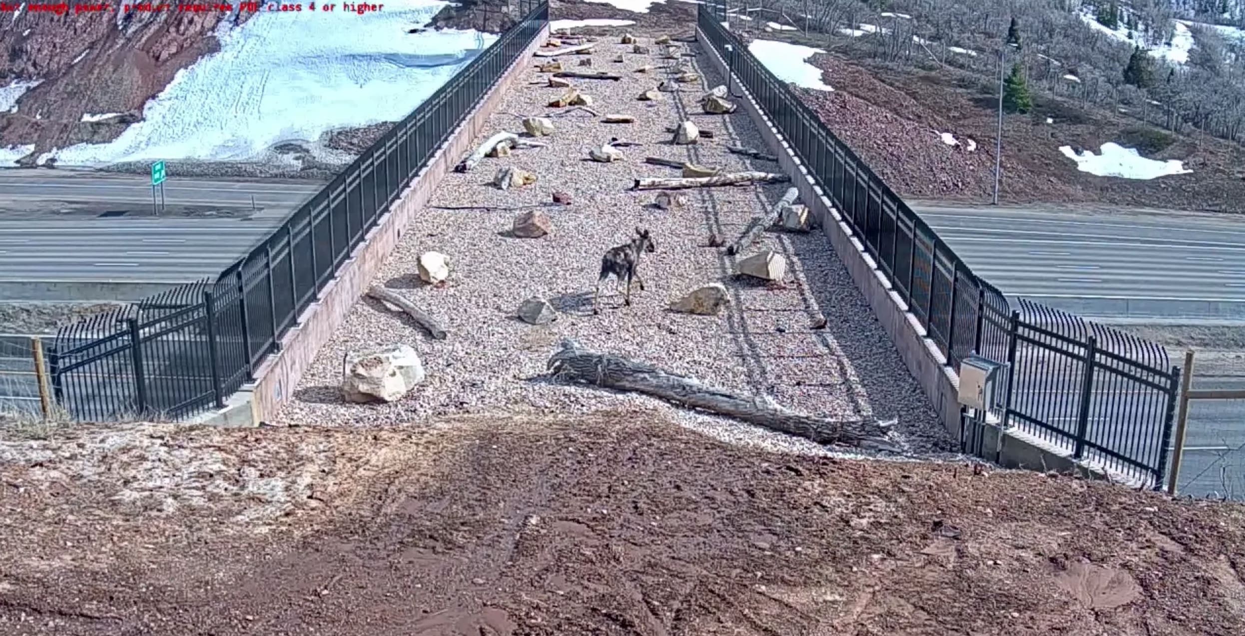 Utah Wildlife Overpass Working Like A Charm