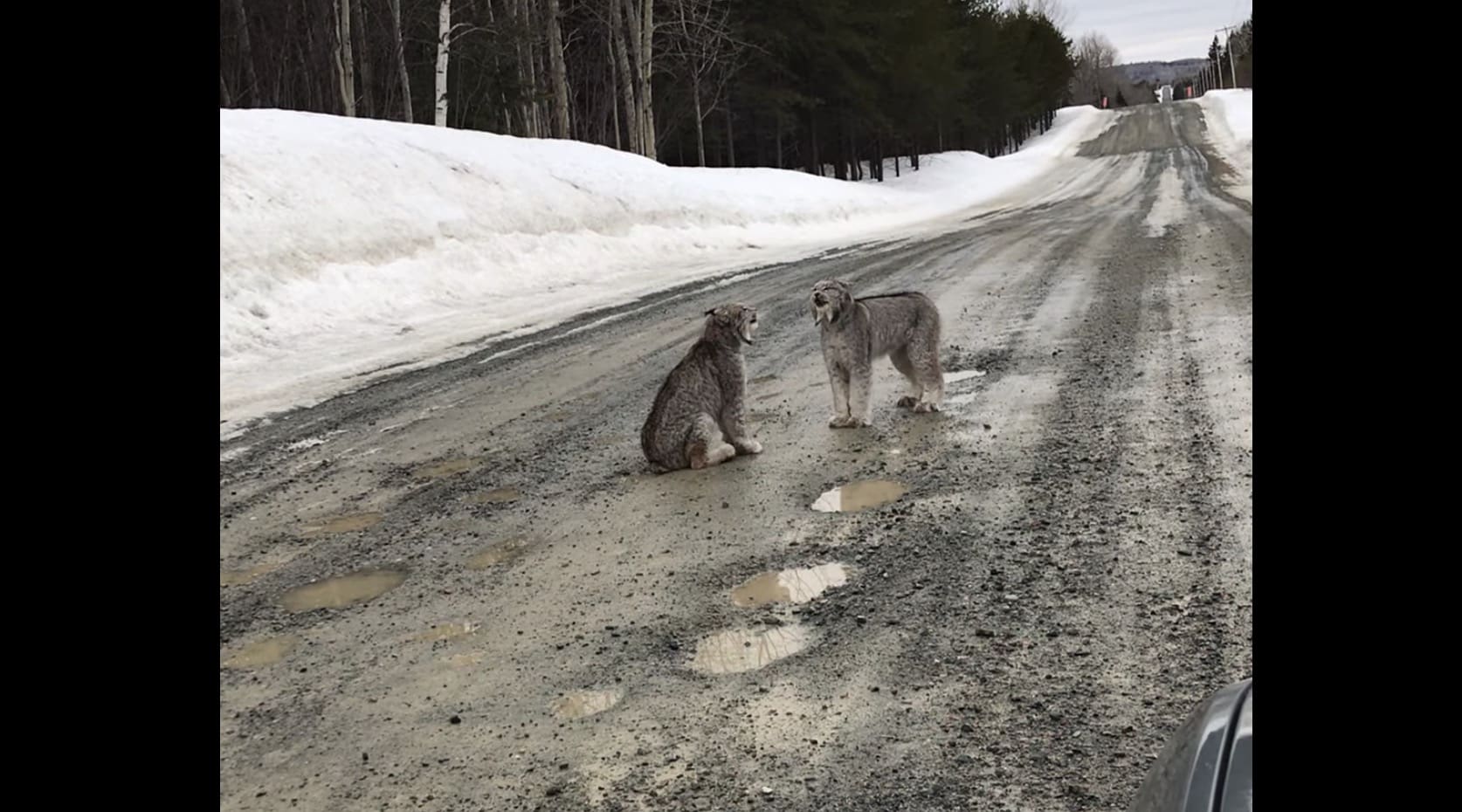 Watch: Male Lynx Courting Female Lynx With Bizarre Mating Call