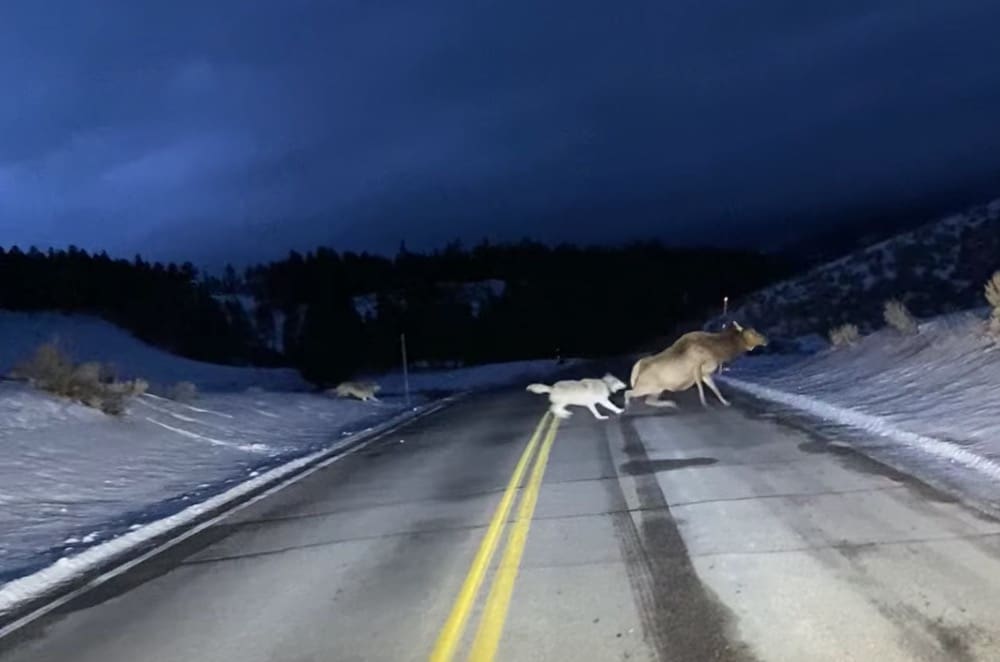 VIDEO: Yellowstone Driver Captures Wolf Pack Chasing Elk Across Road