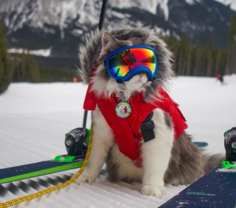 cat tour ski