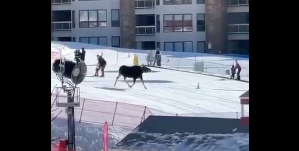 Watch: Moose Crashes Magic Carpet @ Steamboat