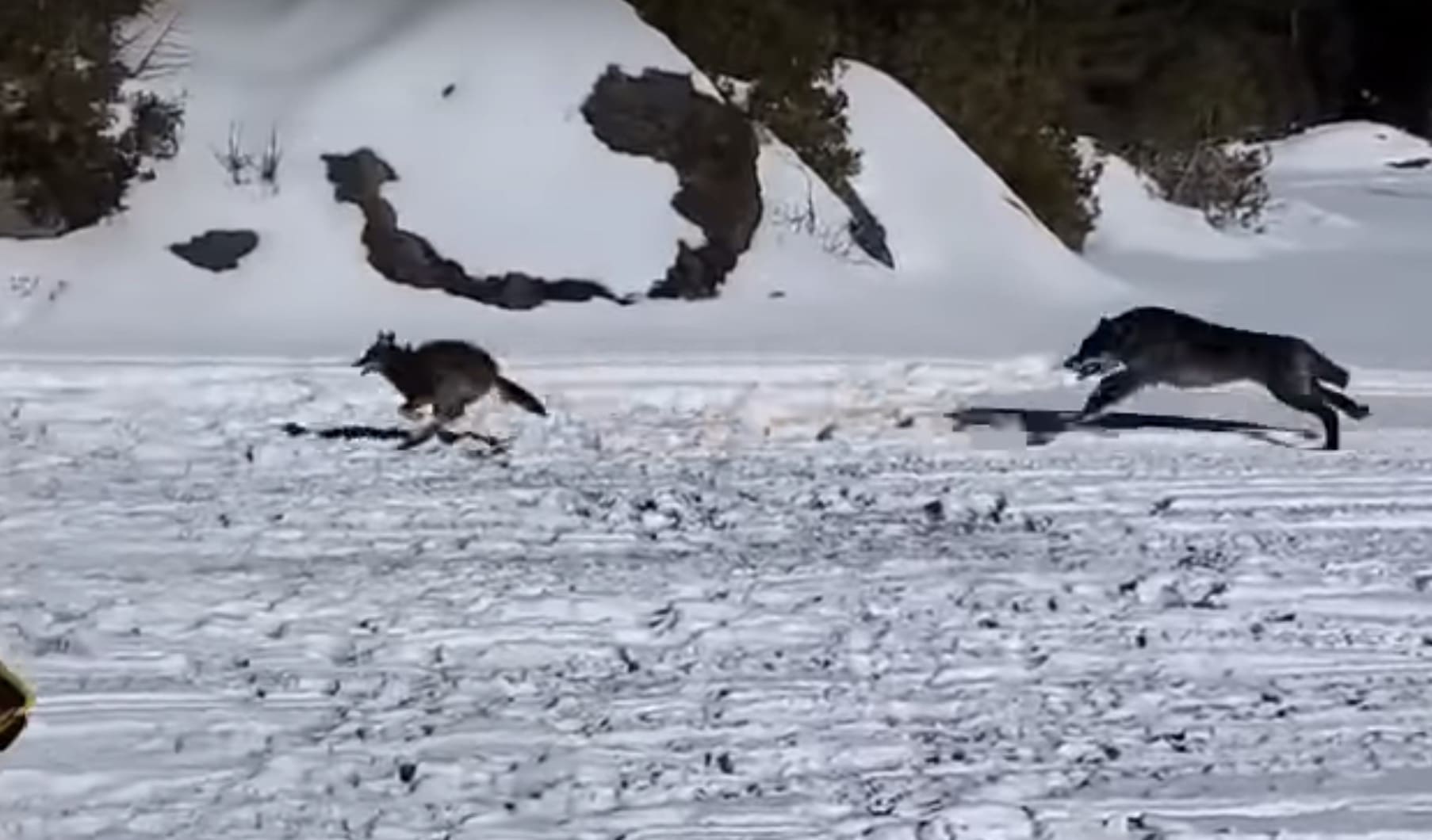 Wolf Chases Down Coyote Right In Front Of Snowmobiler