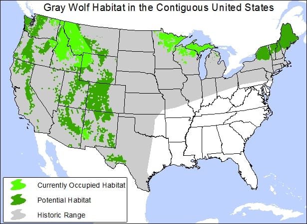 Wolf Tracked To Yosemite National Park- First Time In 100 Years