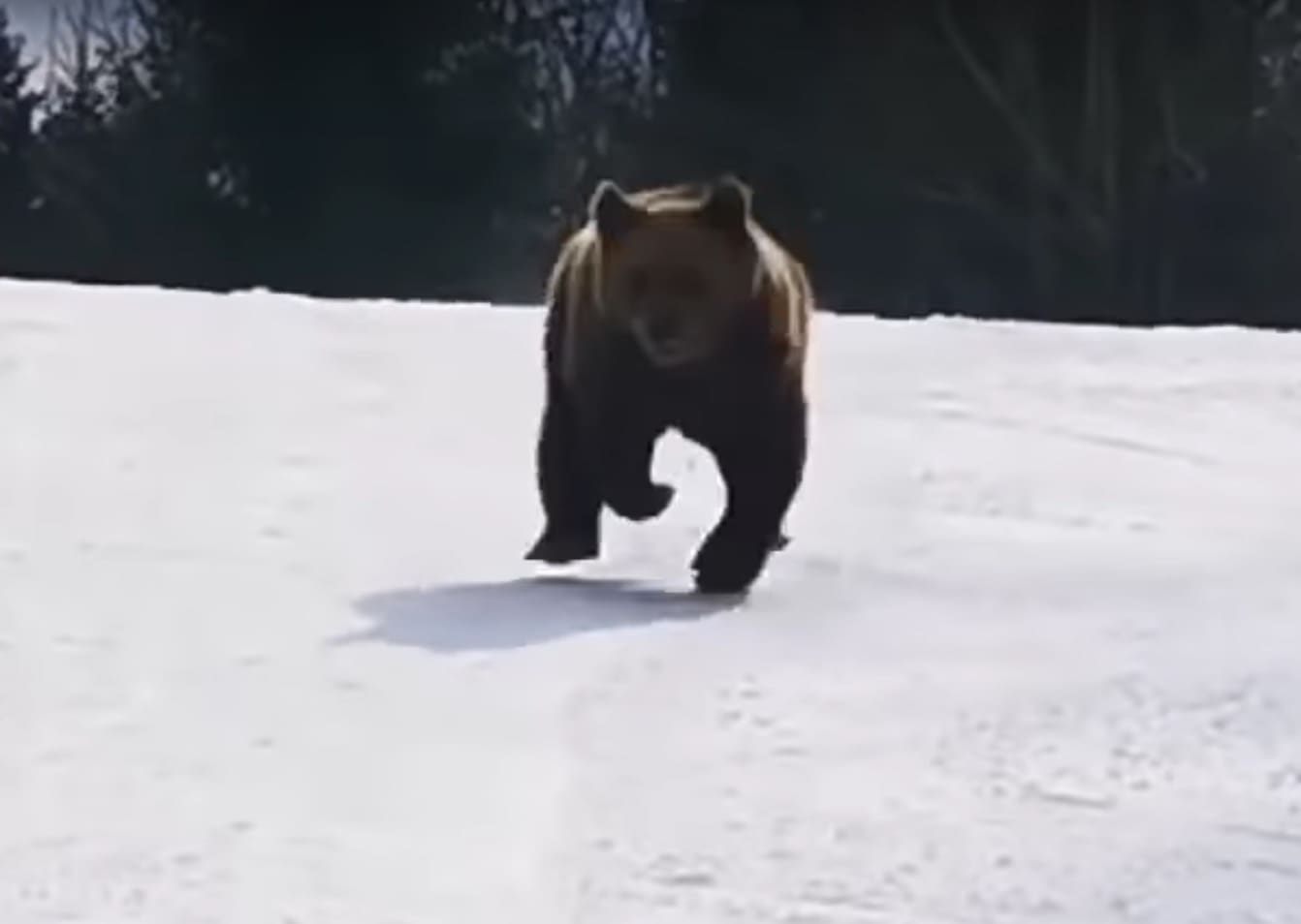 Video Another Brown Bear Chasing Romanian Skiers 7572