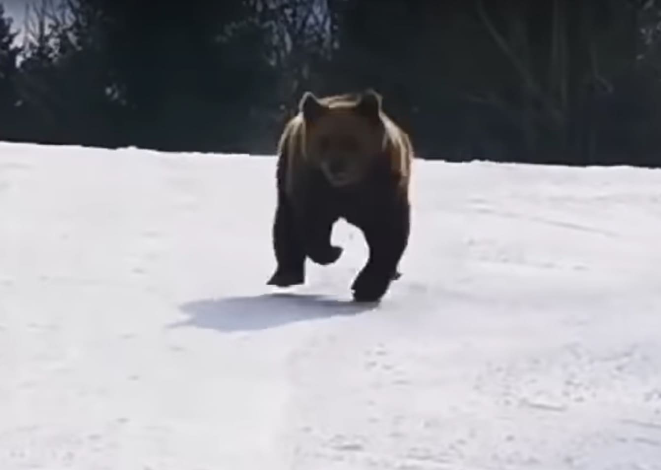 Video Another Brown Bear Chasing Romanian Skiers 