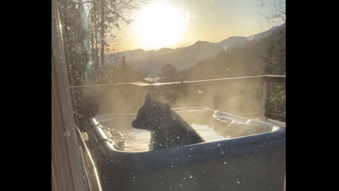 Watch: Black Bear Relaxes in Hot Tub In Front Of Owner | Unofficial