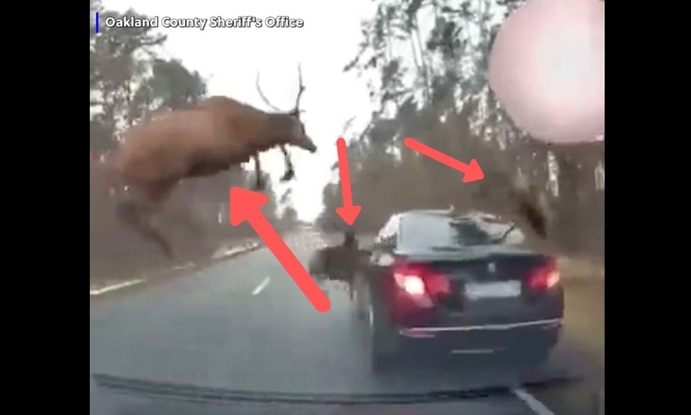 WATCH: Herd of Deer Jump Over Moving Cars In Michigan | Unofficial Networks