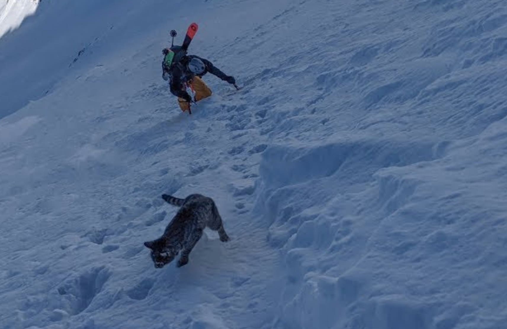 VIDEO: Lost Cat Follows Backcountry Skiers Up 10,000ft Mountain