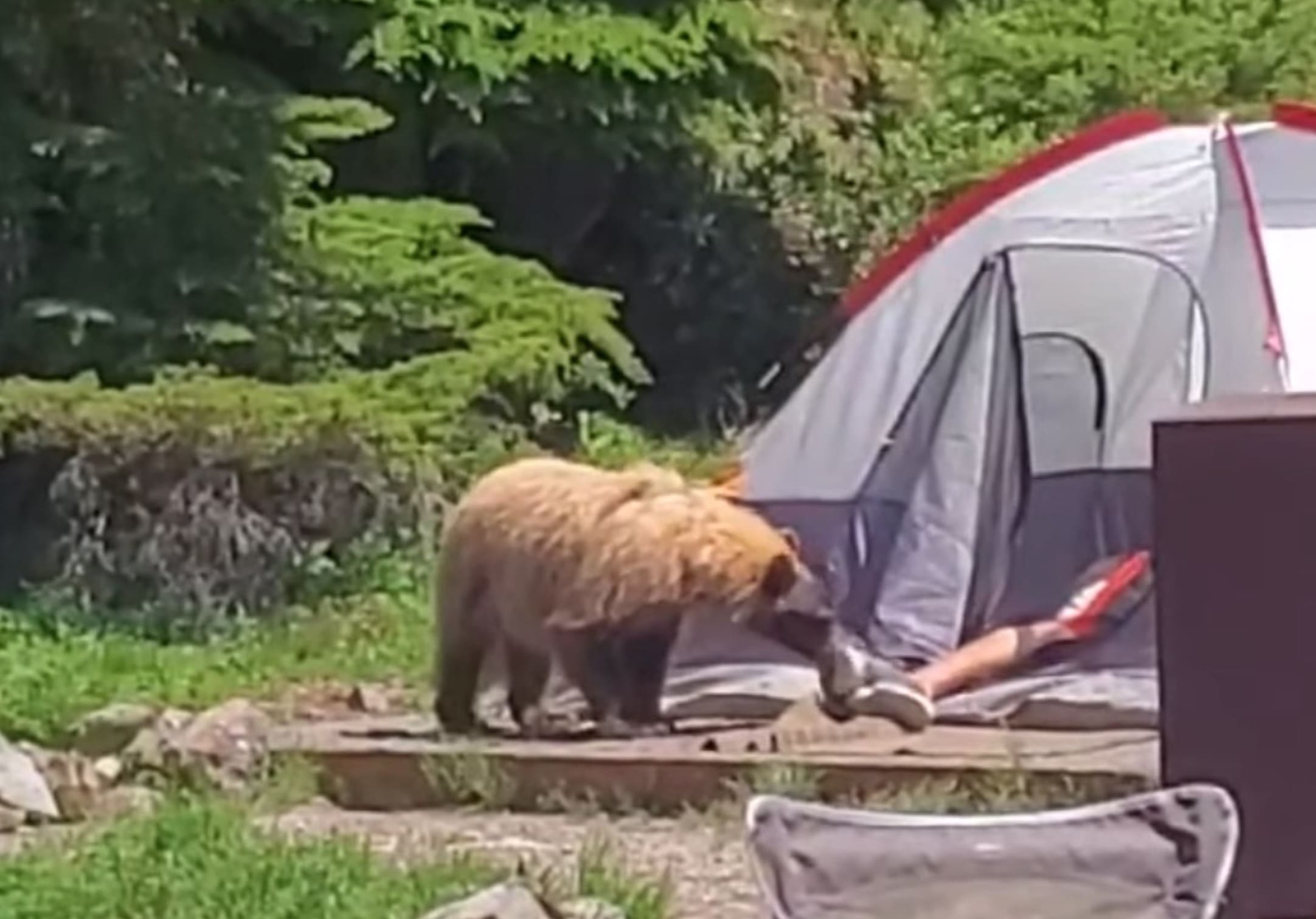 VIDEO Curious Bear Wakes Up Camper Mount Rainer National Park