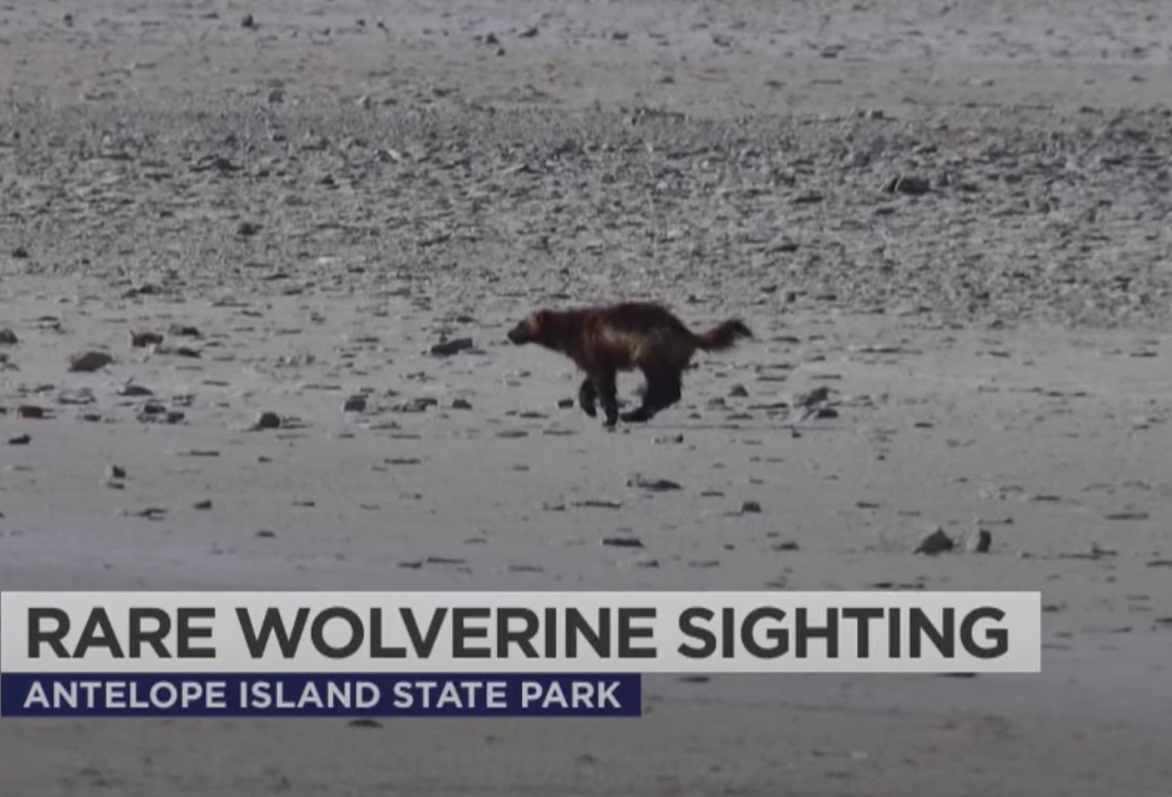 VIDEO: Ultra-Rare Wolverine Sighting At Utah's Antelope Island State Park