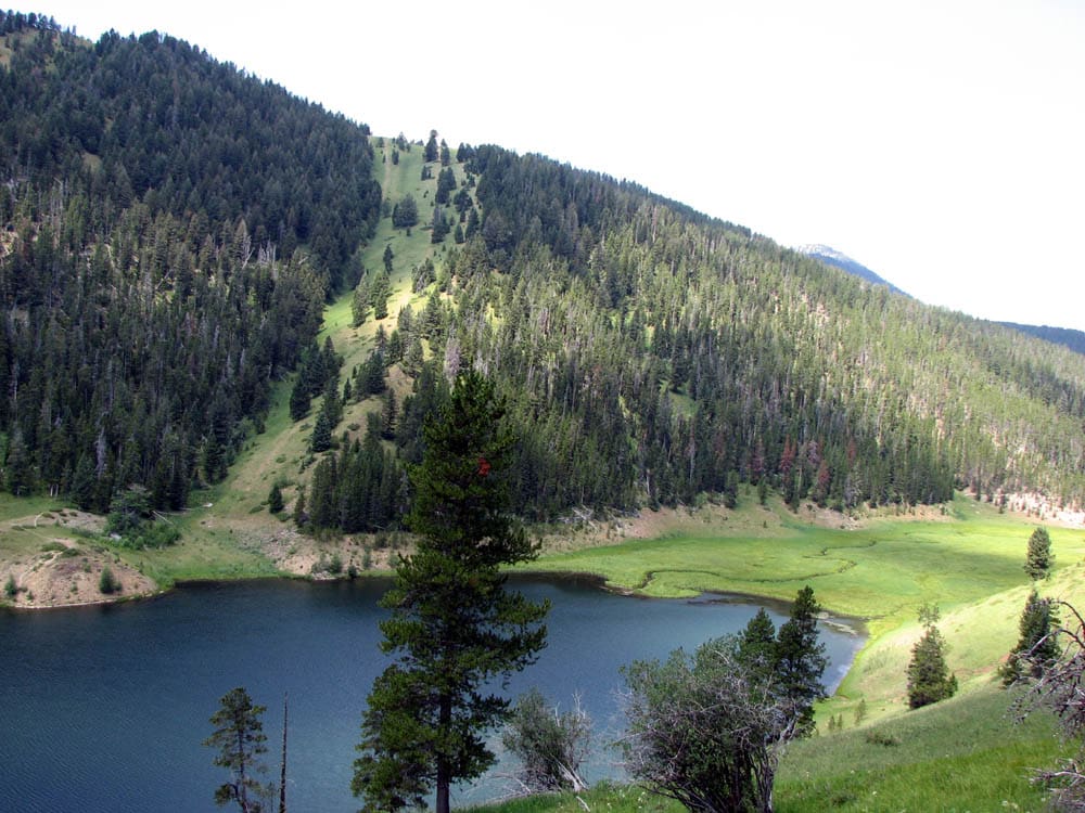 Bear Bite Triggers Trail Closures in Montana