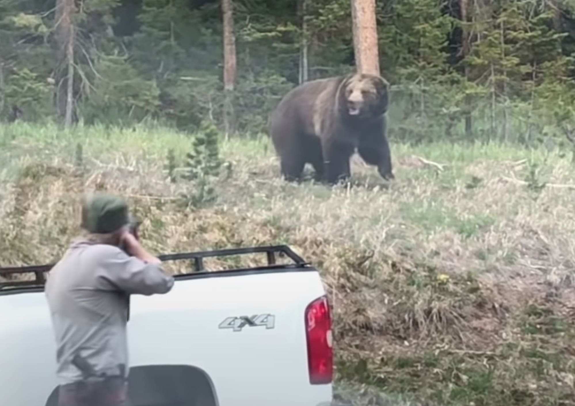 Video Yellowstone Park Ranger Controlling Traffic Charged By Grizzly Unofficial Networks