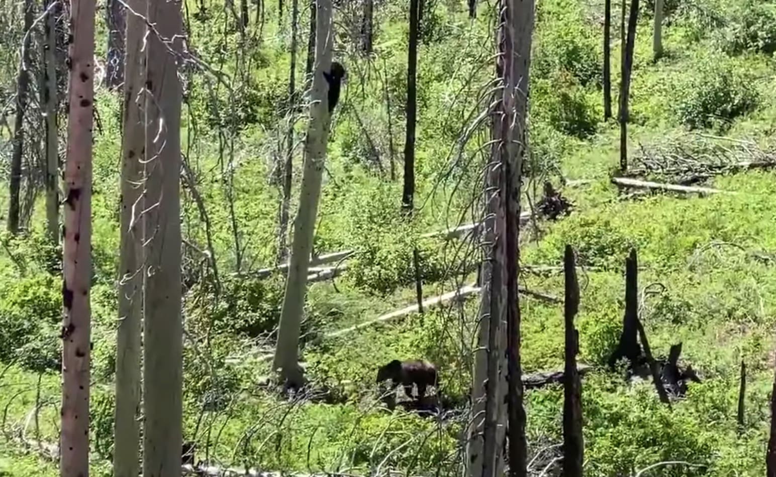 VIDEO: Hungry Grizzly Confronts Black Bear @ Glacier National Park