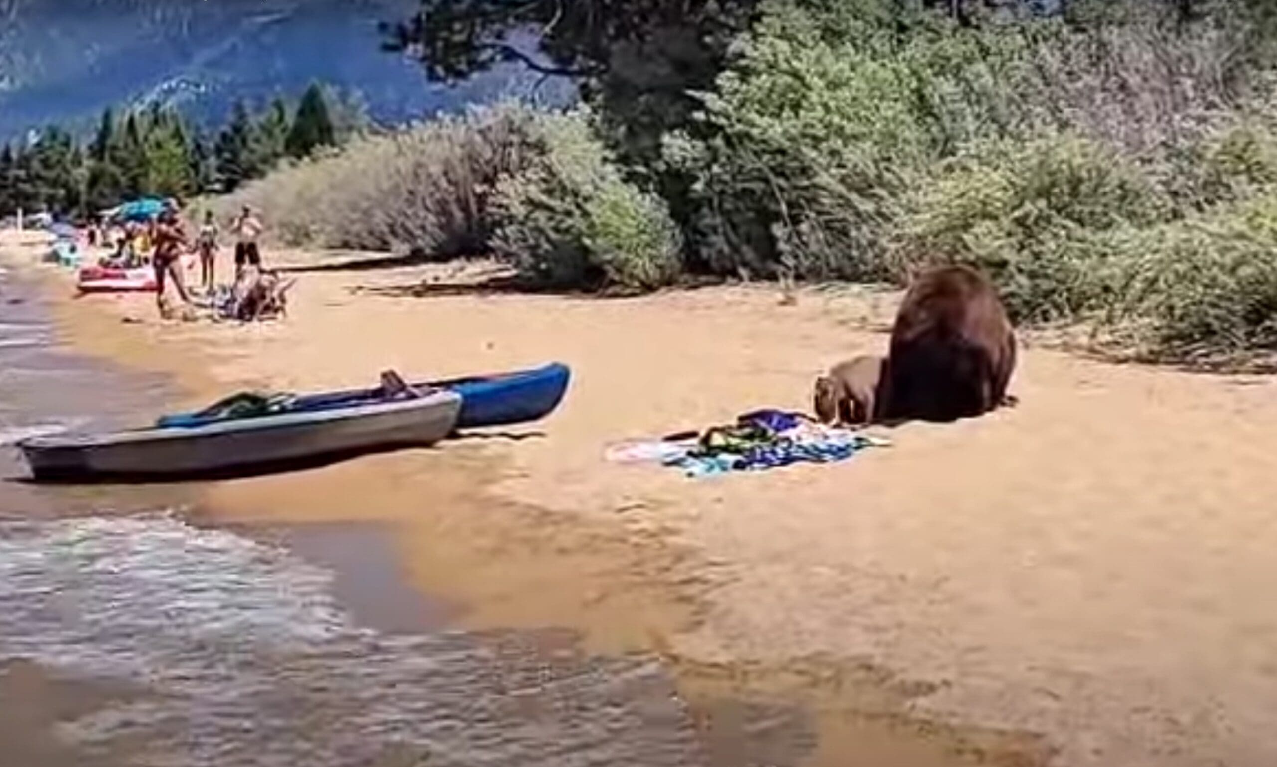 Lake Tahoe Bear Pulls “YOGI” And Steals A Picnic