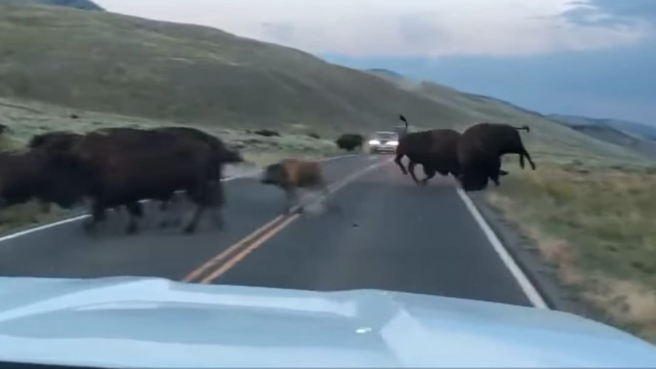 Bison Fight Causes Traffic Jam In Yellowstone | Unofficial Networks