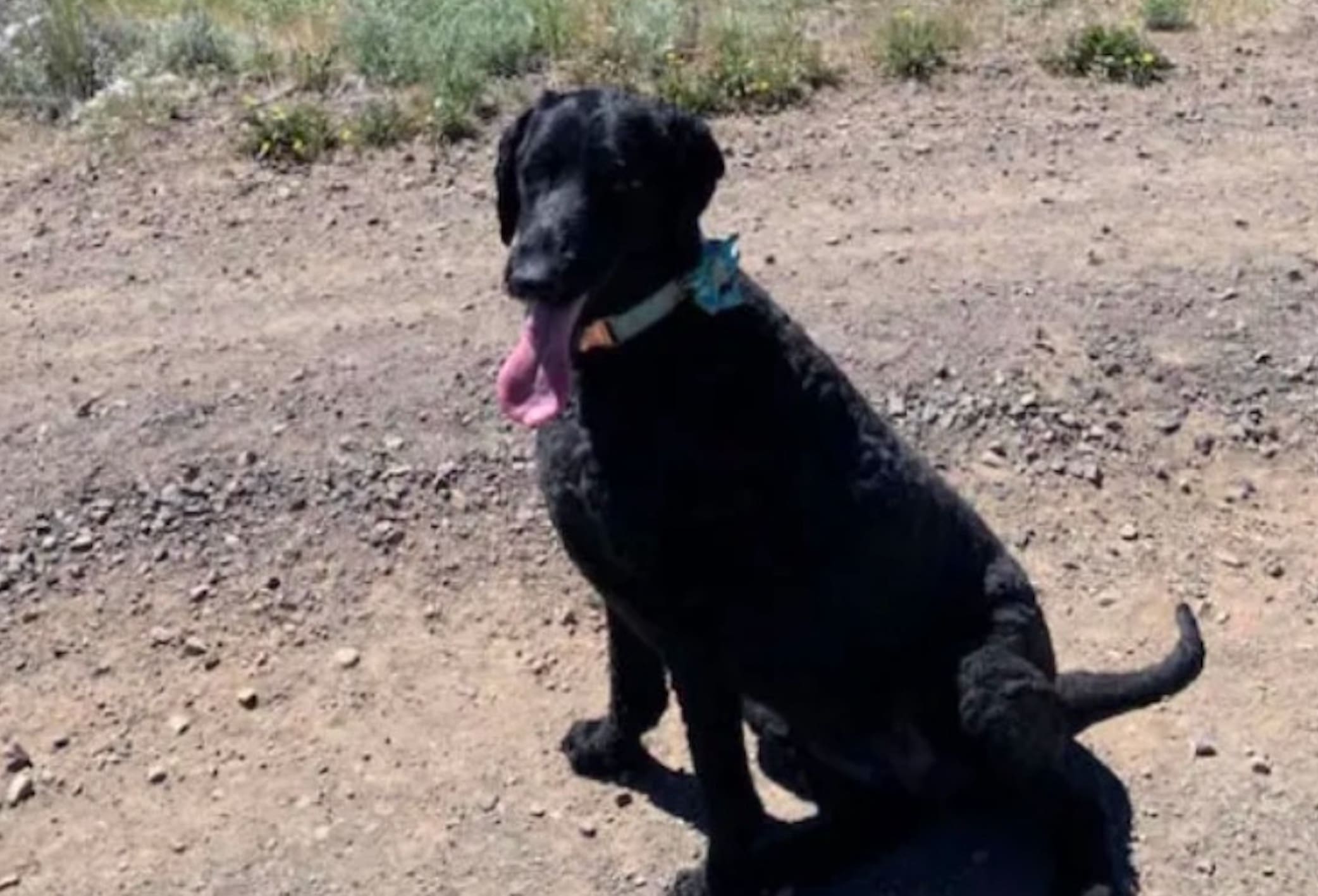 Goldendoodle Lost in Yellowstone For 16 Days Found Safe | Unofficial ...