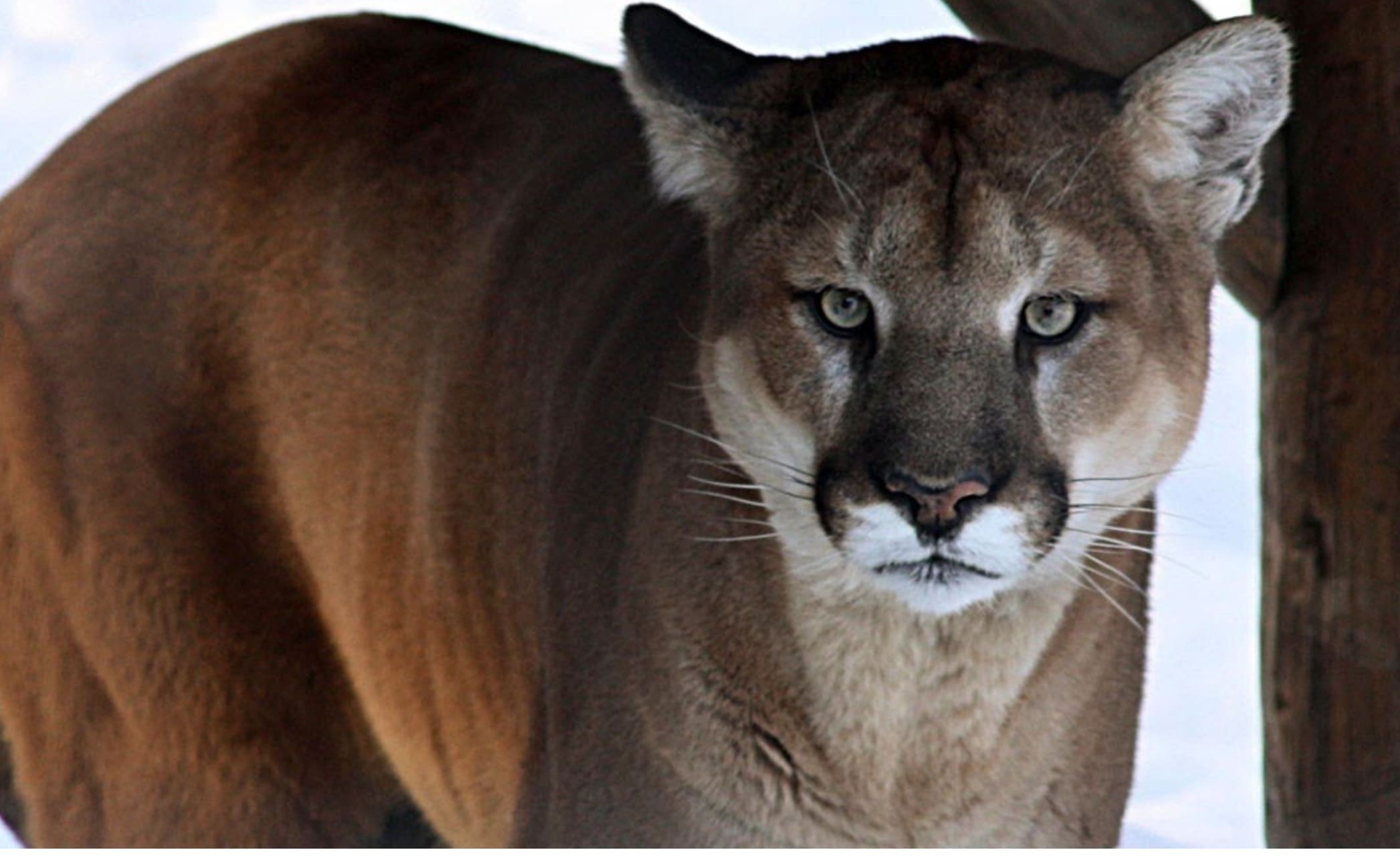 Utah Cougar Sightings Spike, Draper Police Warn Trail Users