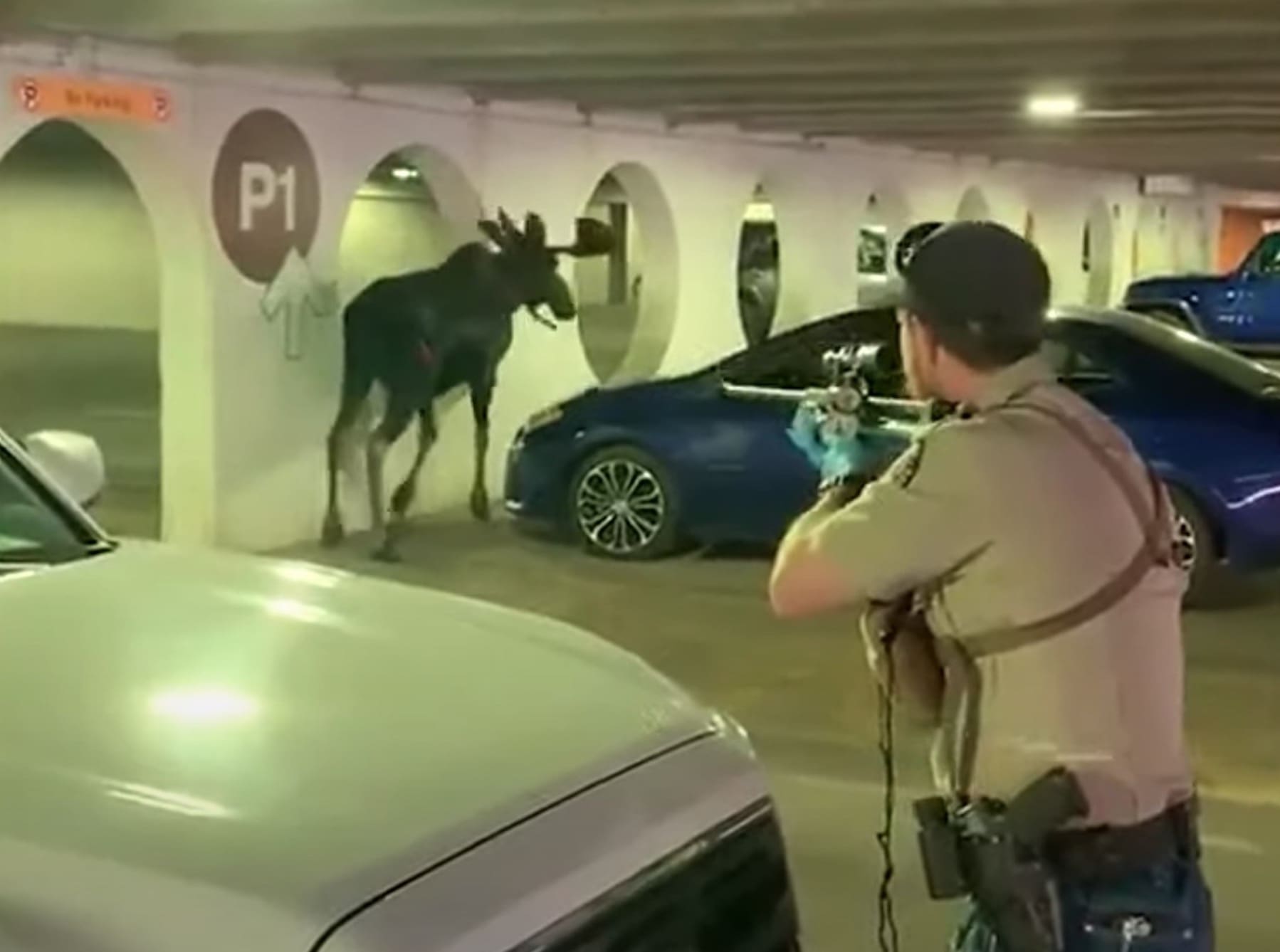 VIDEO: 750lbs Moose In Vail Parking Garage Darted & Relocated