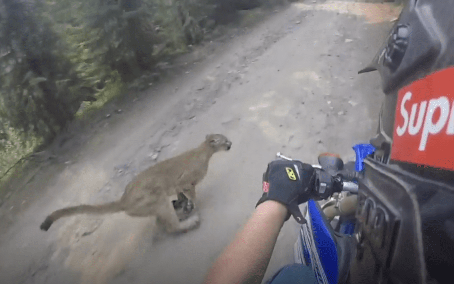 Oregon Dirt Biker Nearly Collides With Mountain Lion