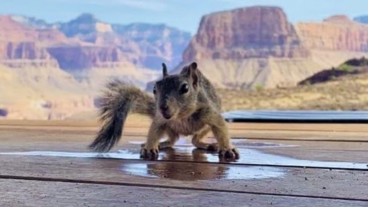 National Parks Service Releases Funny Squirrel Safety PSA