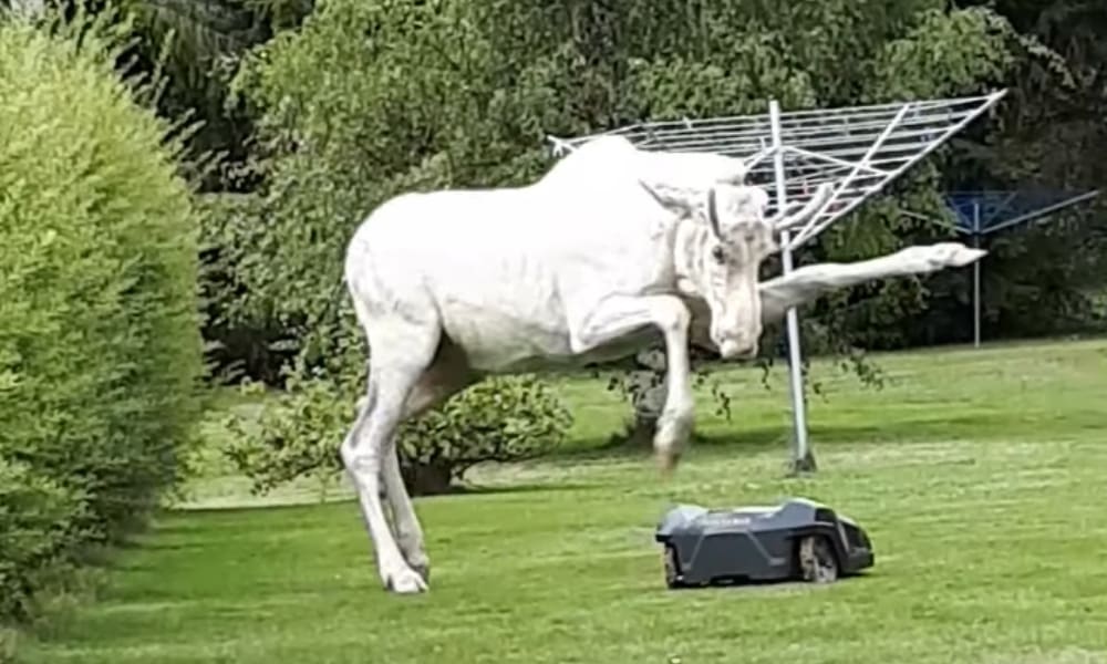 Albino Moose Stomps Robotic Lawn Mower