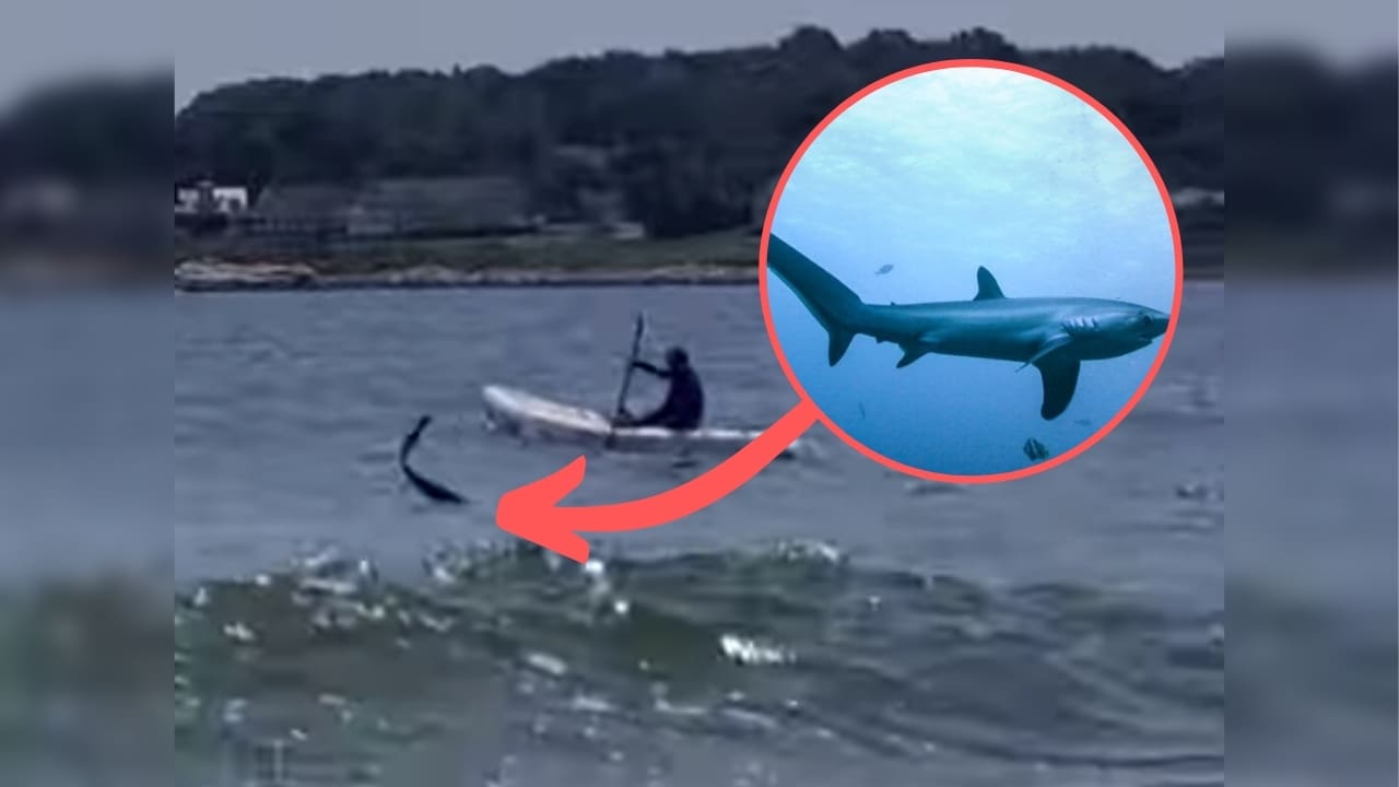 Kayaker Has Tense Encounter With Shark