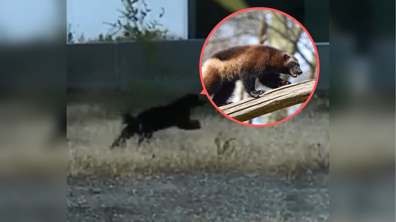 Extremely Rare Wolverine Sighting Filmed In SLC Suburb