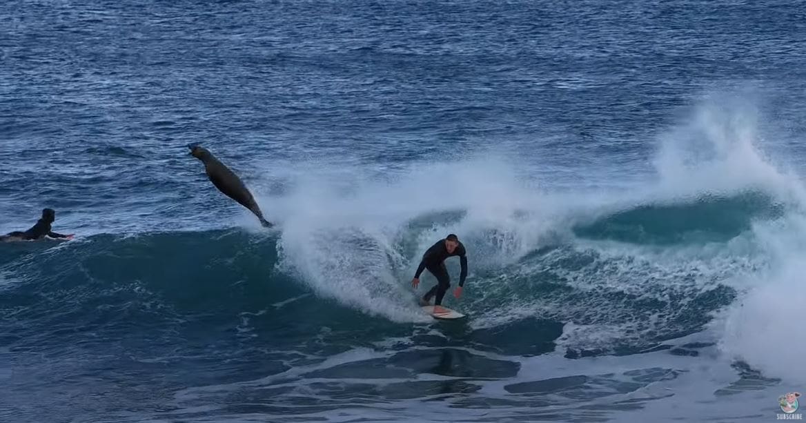 WATCH Sneaky Seal Steals Surfer’s Wave
