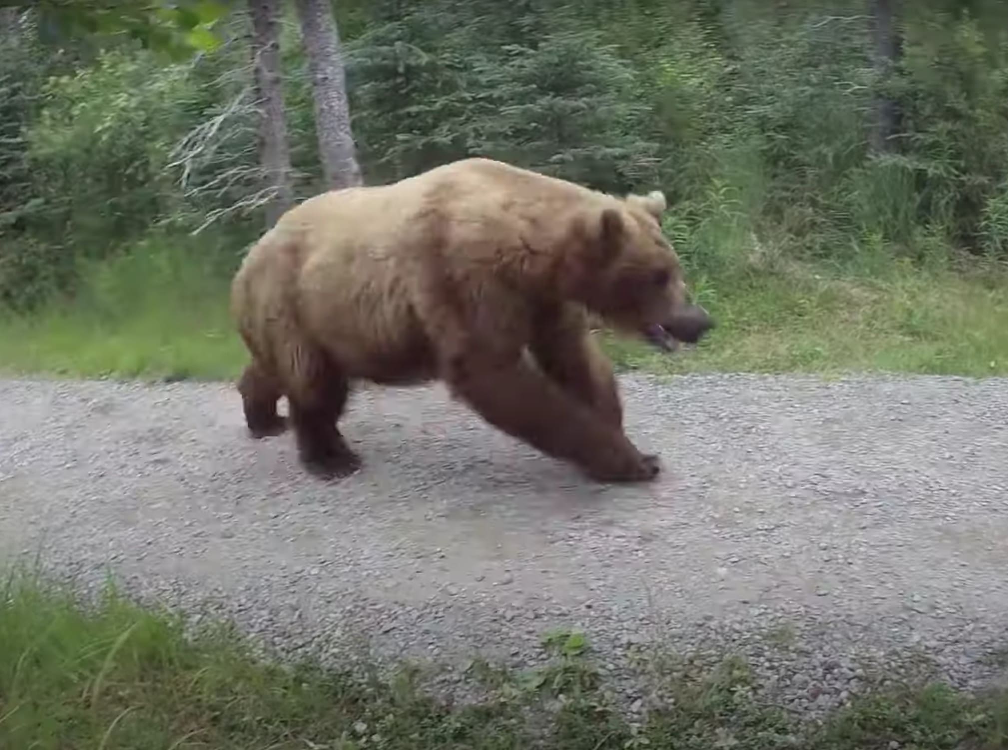 VIDEO: Close Encounter With Grizzlies Sprinting On Alaskan Footpath