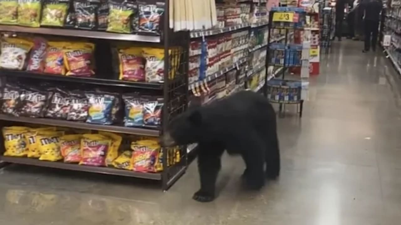 Black Bear Wanders Through Los Angeles Grocery Store Like It's No Big Deal
