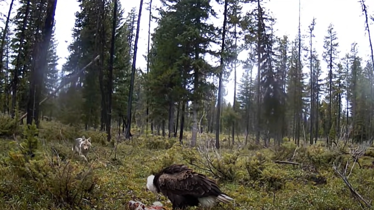 Coyote vs. Eagle For Deer Carcass- Who Wins?