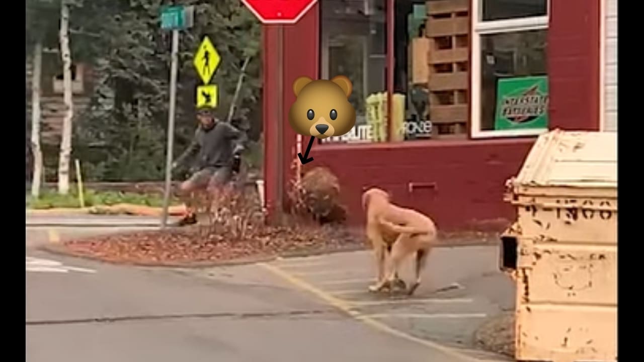 Bear Escapes Dumpster & Runs Into Man Walking Down The Street