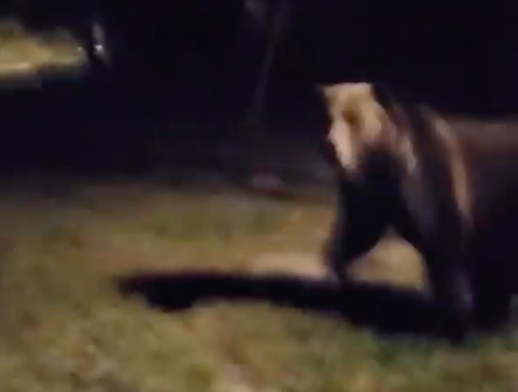 VIDEO: Grizzly Bear Bluff Charges Man Walking Down Street in British Columbia