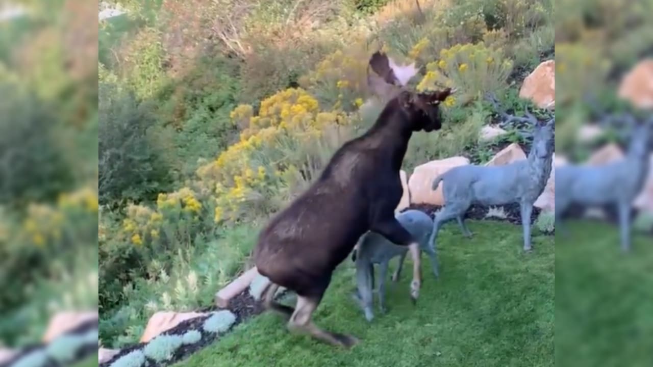 Moose Hilariously Mistakes Yard Statues as Potential Mates