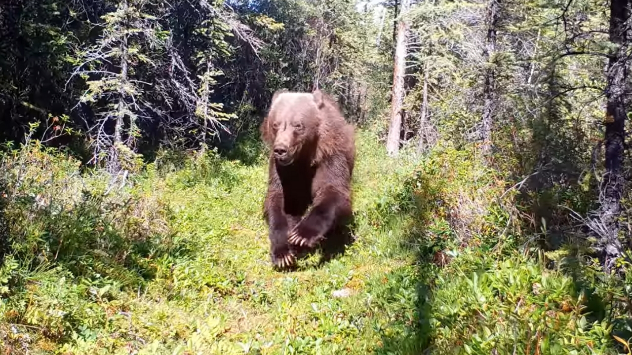 Grizzly Bear Sprints Past Perfectly-Placed Trail Camera (Video)