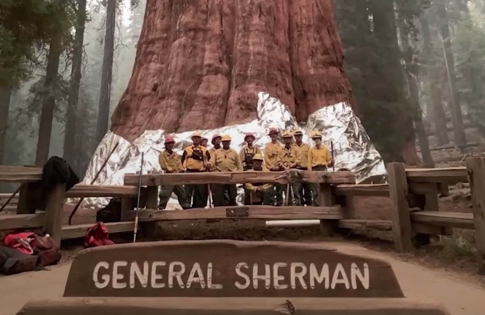 The Largest Tree On Earth Wrapped In Foil During Wildfire