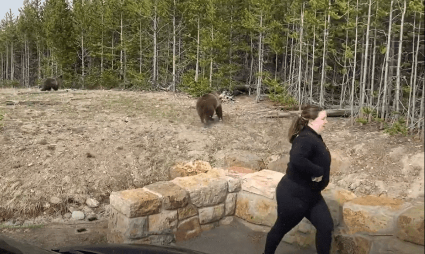 Woman From Viral Video Pleads Guilty To Approaching Yellowstone Bear