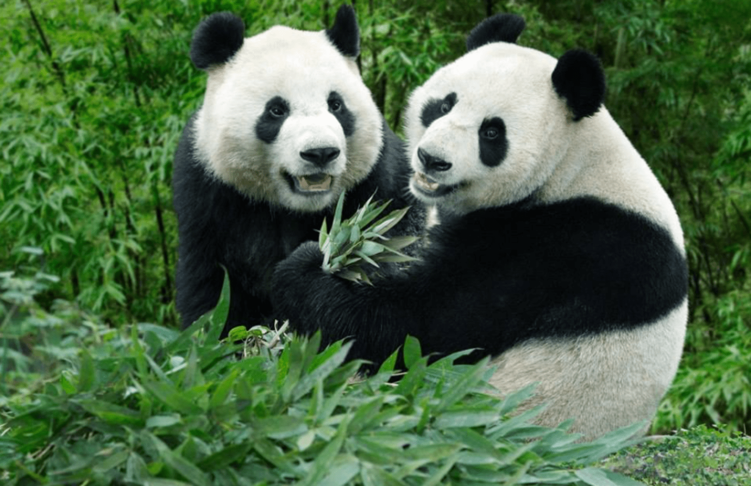 China Announces It's National Park System