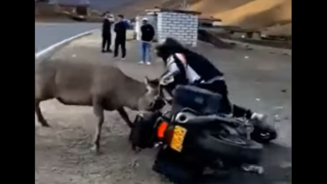 Biker Wrestles Deer Attacking His Motorcycle
