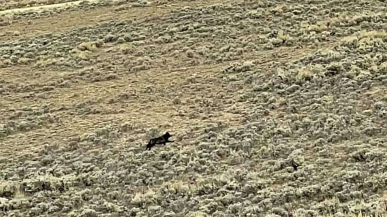 Hunter Spots First Wolves Born In Colorado In 80 Years