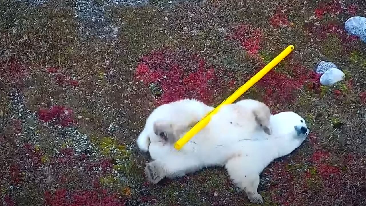 Multiple Polar Bears Captured Lounging In Canada- Awesome Footage!